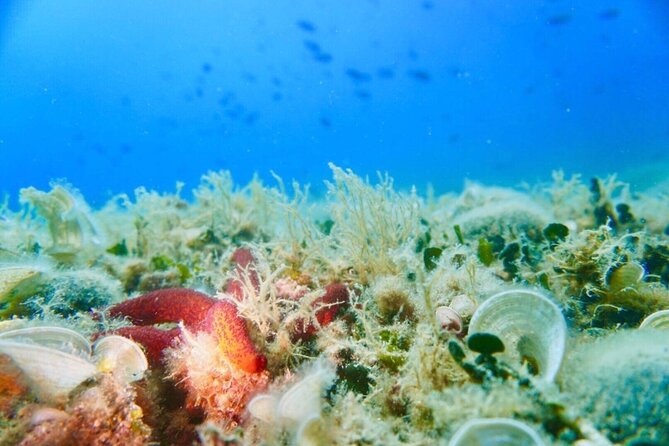 Pula Boat Trip with Snorkeling - Leaving Verudela for Fratarski Island