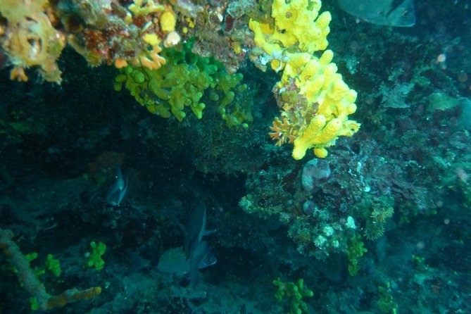 Pula Boat Trip with Snorkeling - The midday timing and meeting point