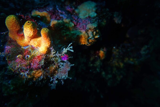Pula Boat Trip with Snorkeling - Who will enjoy this trip most