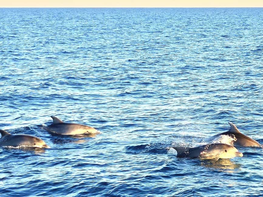 Pula: Brijuni National Park Dolphin Watching Tour w/Dinner - Dinner with fish, meat, or vegetarian choices
