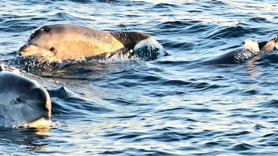 Pula: Brijuni National Park Dolphin Watching Tour w/Dinner - The dolphin search: the part you cannot schedule