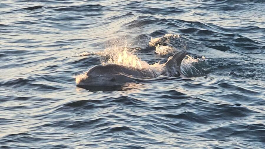 Pula: Brijuni National Park Dolphin Watching Tour w/Dinner - Who will enjoy this cruise most