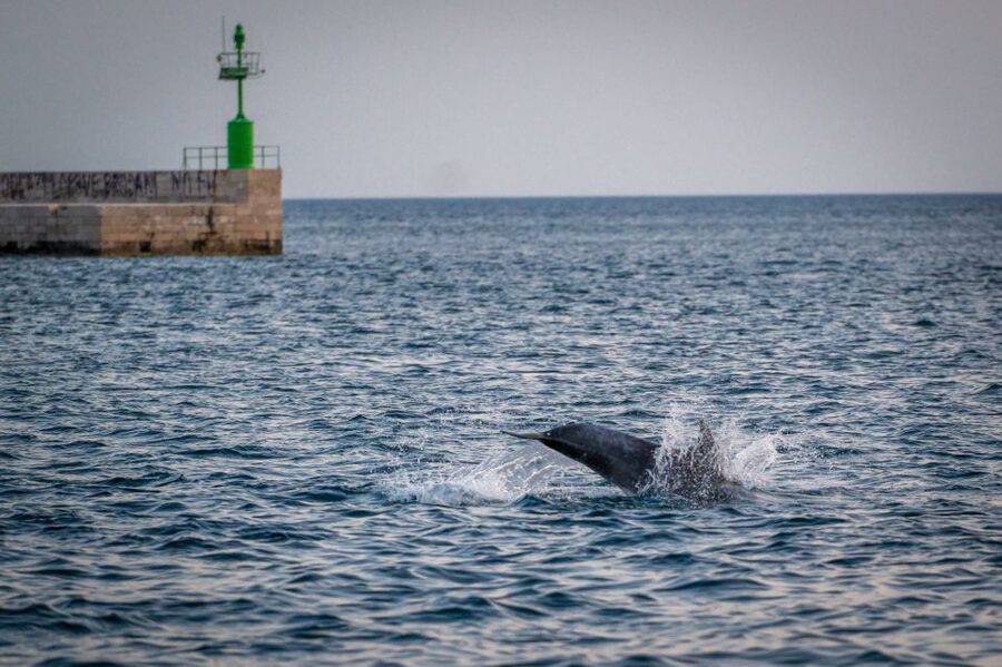 Pula: Brijuni National Park Sunset, Dolphins & Dinner Cruise - Dinner from the onboard galley