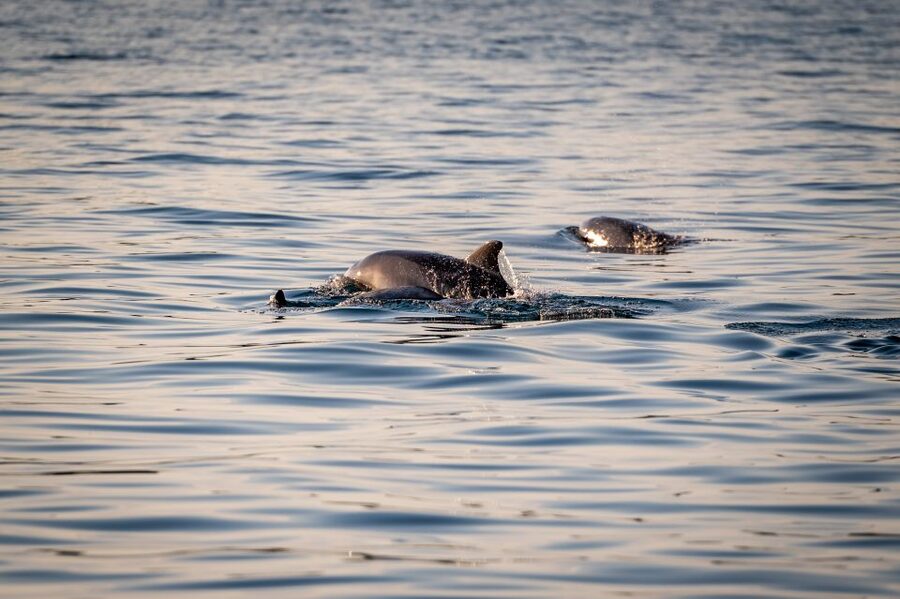 Pula: Brijuni National Park Sunset, Dolphins & Dinner Cruise - Drinks, music, and the mood onboard