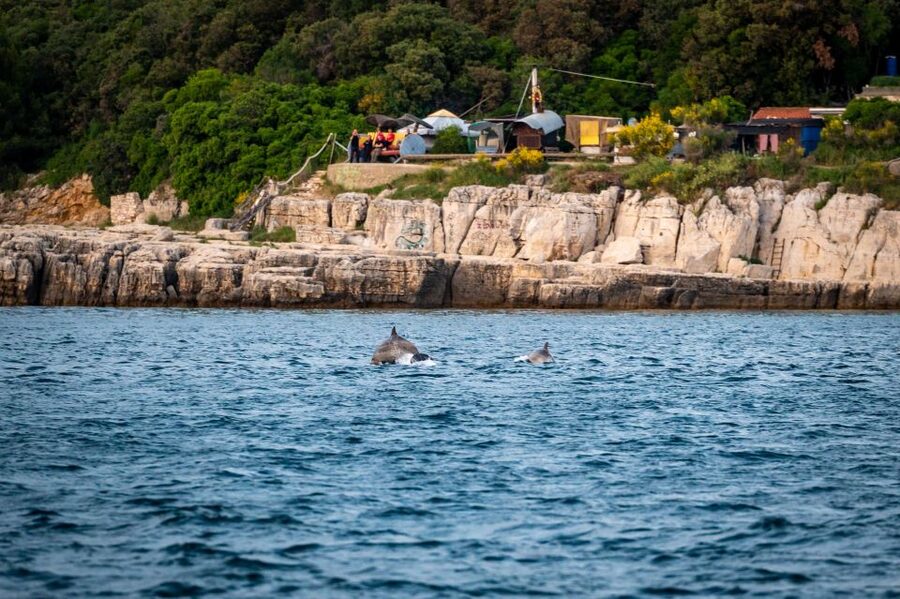 Pula: Brijuni National Park Sunset, Dolphins & Dinner Cruise - Searching for dolphins around Brijuni National Park