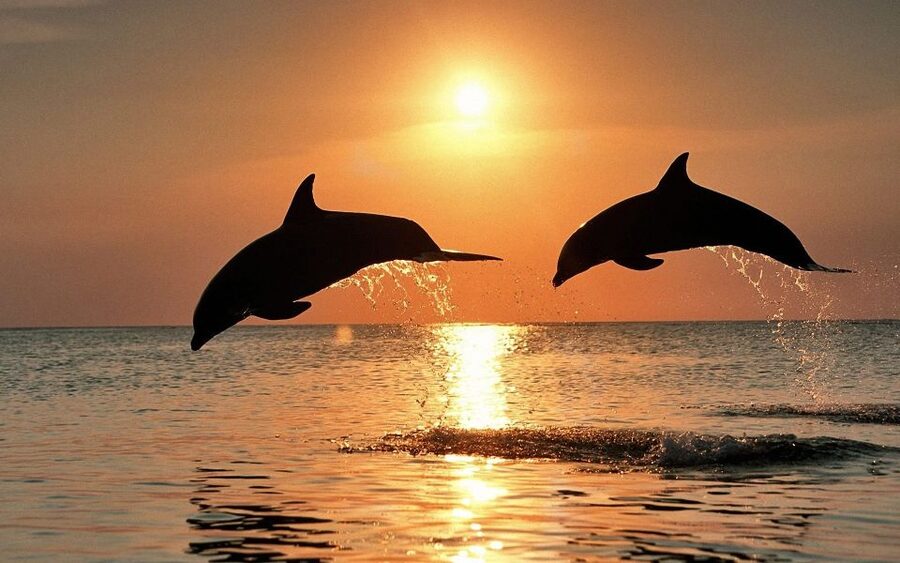 Pula: Brijuni Sunset Dolphin Cruise with Dinner & Drinks - Sunset over the islands