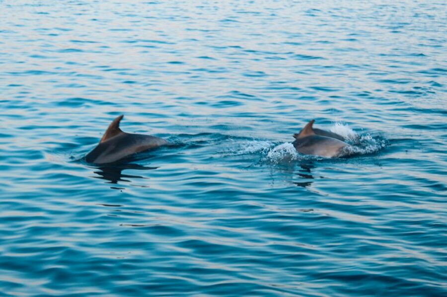 Pula: Brijuni Sunset Dolphin Cruise with Dinner & Drinks - Returning to Pula after dark