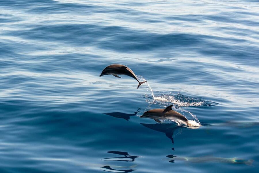 Pula: Brijuni Sunset Dolphin Cruise with Dinner & Drinks - Cruising toward Brijuni National Park