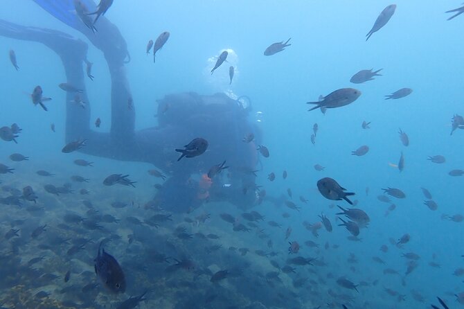 Pula Discover Scuba Diving Package - The first house-reef session reaches 7 meters