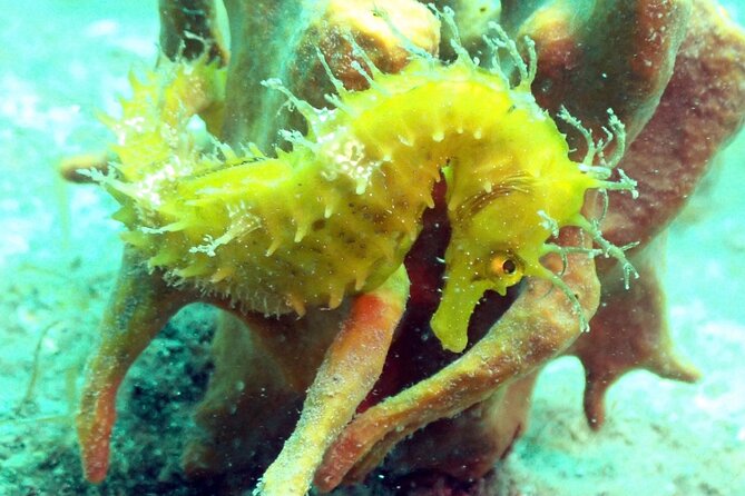 Pula Discover Scuba Diving Package - Your first lesson: learning to breathe underwater