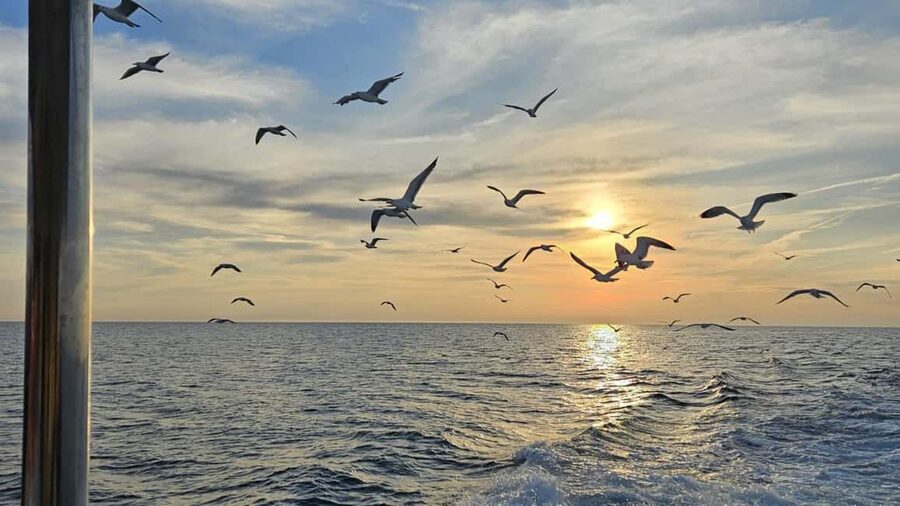 Pula: Dolphin Sunset Cruise to Brijuni with Dinner & Drinks - Who should book this Pula cruise?