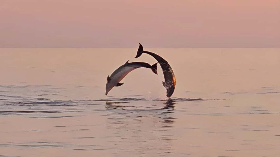Pula: Dolphin Sunset Cruise to Brijuni with Dinner & Drinks - Why this cruise works so well at sunset