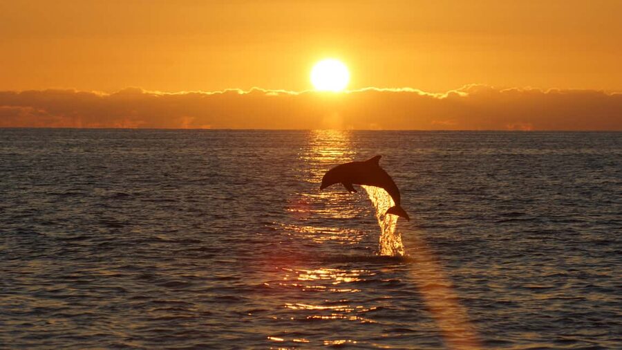 Pula: Dolphin Sunset Cruise to Brijuni with Dinner & Drinks - Pula’s Roman amphitheater and the Lighting Giants