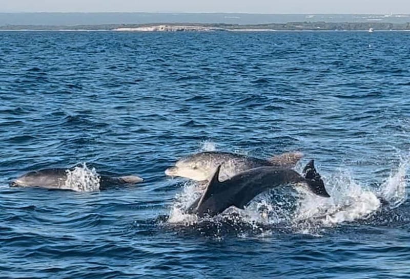 Pula: Dolphin-Watching Cruise at Sunset with Dinner & Drinks - Key points to know before boarding