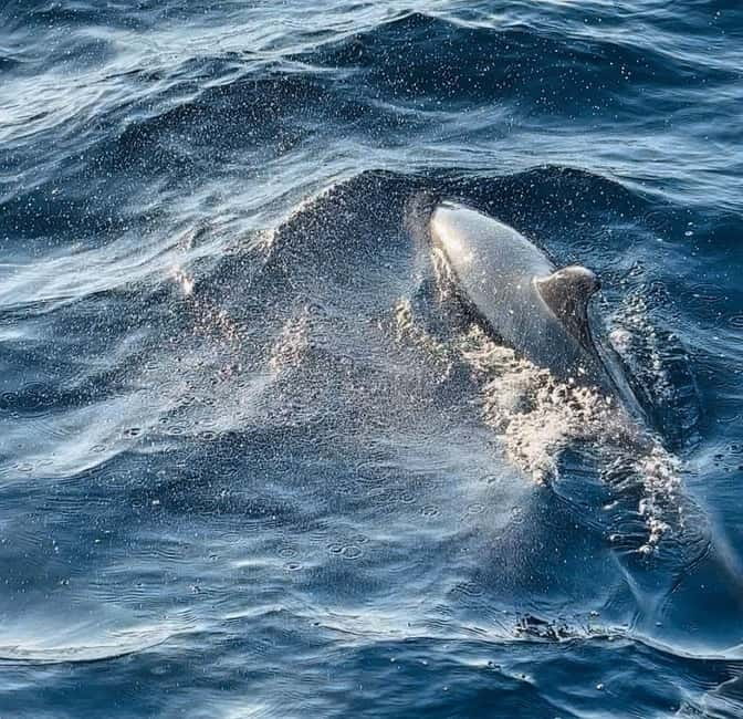 Pula: Dolphin-Watching Cruise at Sunset with Dinner & Drinks - Is $62 a fair price for three hours?