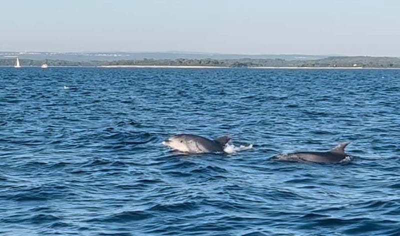Pula: Dolphin-Watching Cruise at Sunset with Dinner & Drinks - Who will enjoy the Ana cruise most?