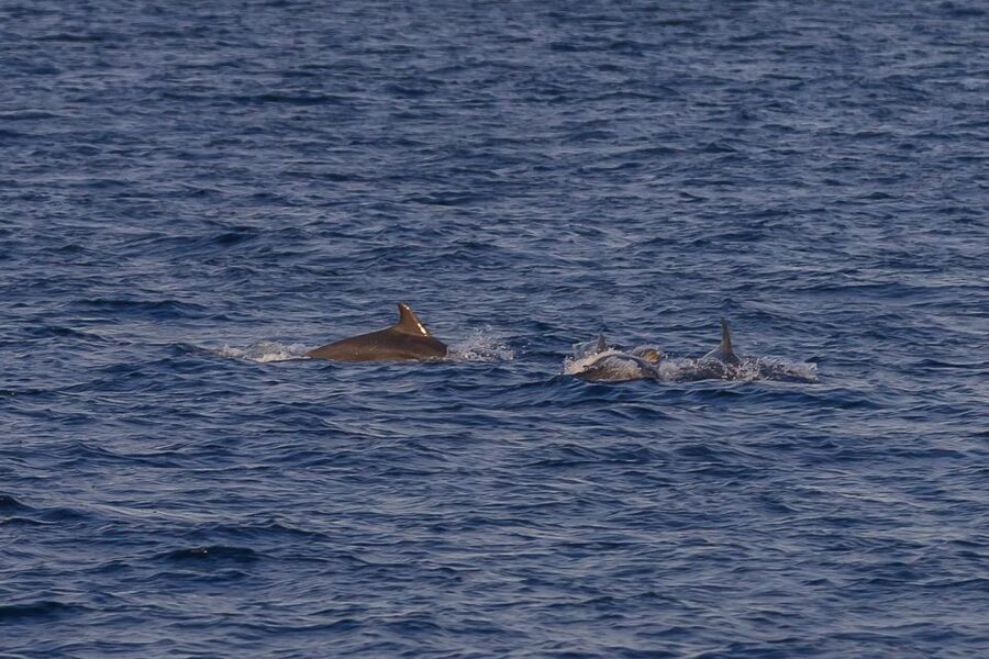 Pula: Dolphin Watching Sunset Cruise with Dinner & Drinks - Key points to know before booking