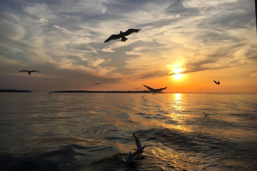 Pula: Dolphin Watching Sunset Cruise with Dinner & Drinks - Sunset across the sea and Pula’s evening lights