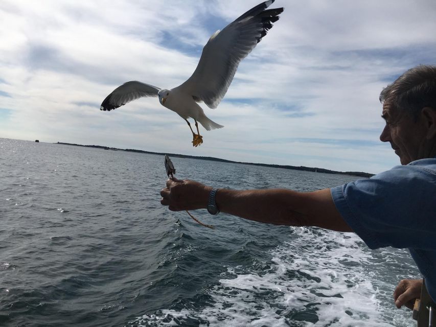 Pula: Dolphin Watching Sunset Cruise with Dinner & Drinks - Cruising toward the Brijuni archipelago