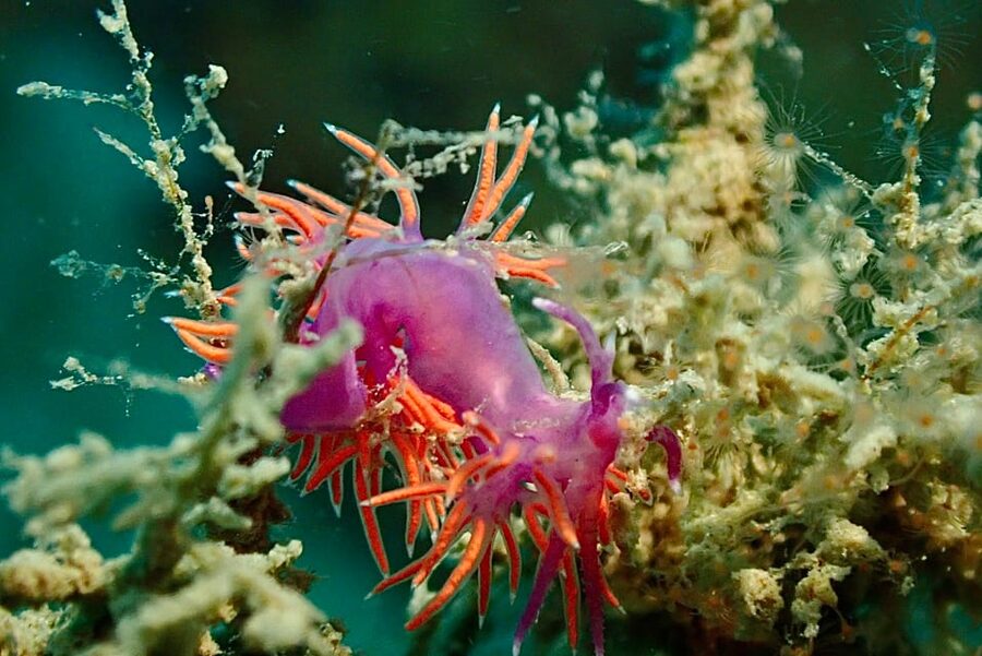 Pula: Introduction to Scuba Diving - Best for first-timers, families, and curious snorkelers
