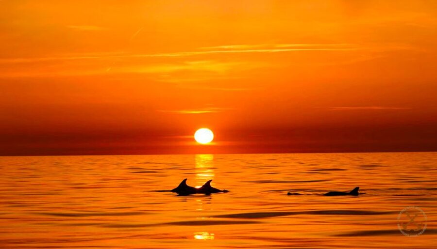 Pula: National Park Brijuni Dolphin Cruise with Dinner - Pula to Brijuni by Boat at Sunset