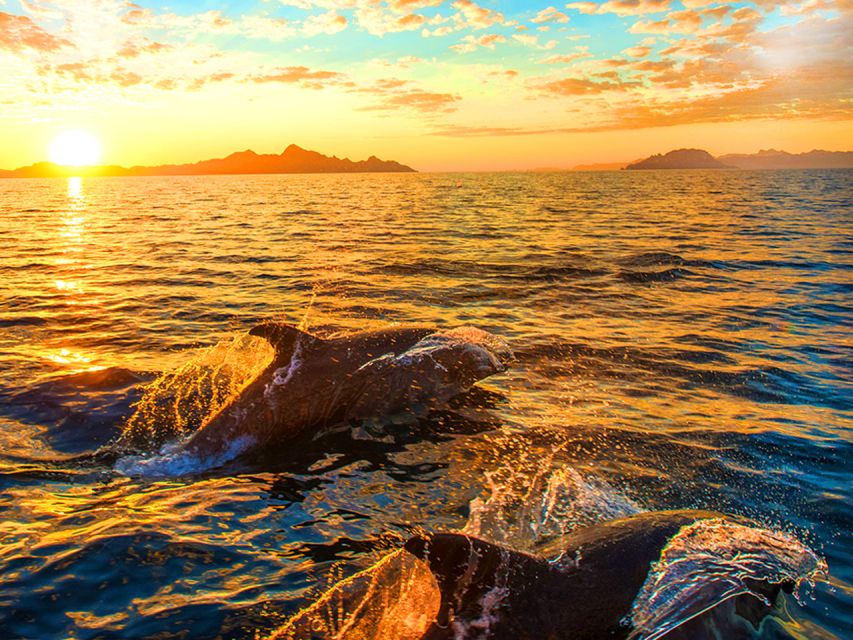 Pula: National Park Brijuni Dolphin Cruise with Dinner - Brijuni National Park From the Water