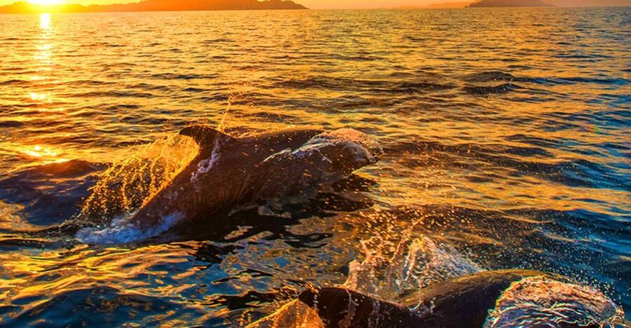 Pula: National Park Brijuni Dolphin Cruise with Dinner - Searching for Dolphins Along the Adriatic Coast