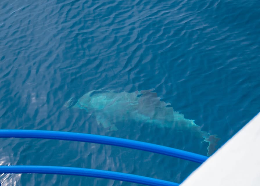 Pula: Private Dolphins & Sunset Tour With Dinner & Drinks - Returning to Pula with the Arena lit up