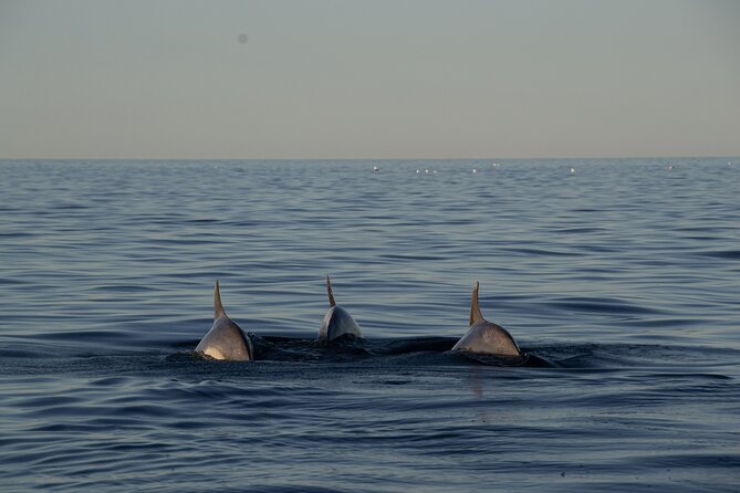 Pula: Private Golden Hour Sail - Dolphins, Drinks & Brijuni Views - Dolphin watching without the chase