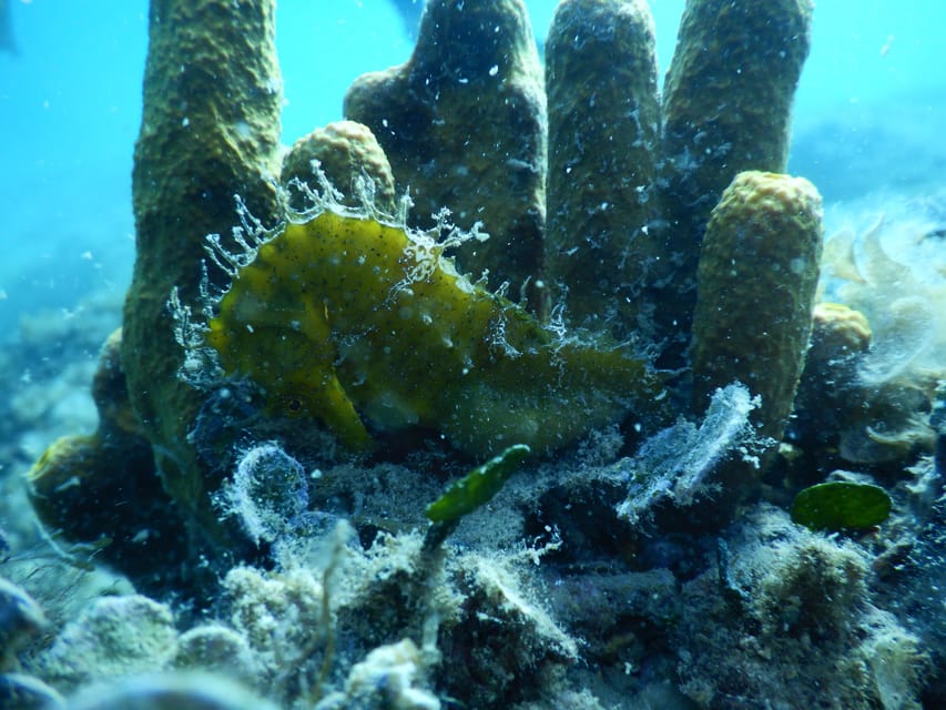 Pula: Private Introduction to Scuba Diving - Booking and cancellation details worth knowing