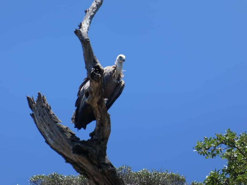 Punat: Plavnik and Krk Islands Private Boat Trip - Who will enjoy this private island trip?