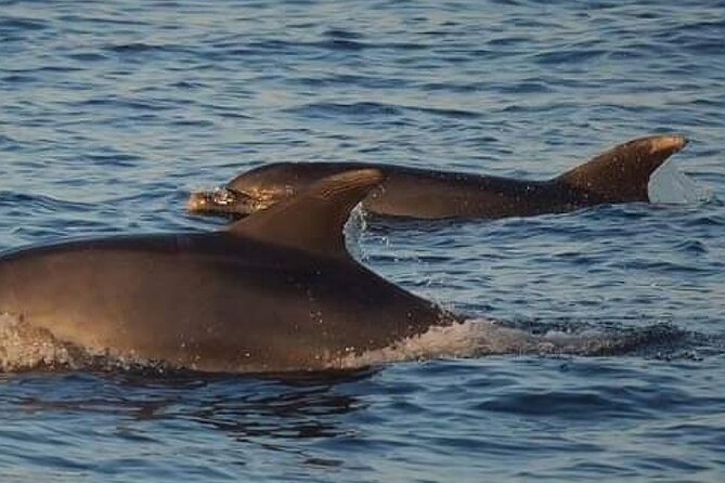 Romantic Boat Trip with Dolphin Watching - Who Will Enjoy This Most?