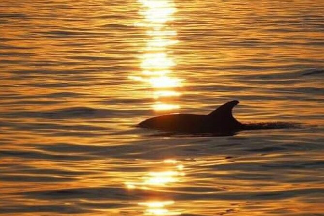 Romantic Boat Trip with Dolphin Watching - Practical Tips for a Better Cruise
