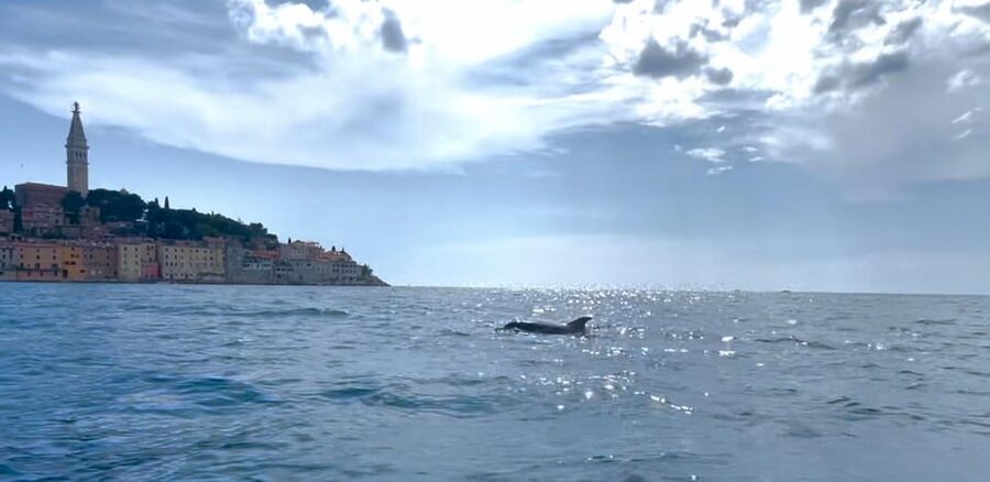 Rovinj: BUBA SUNSET KAYAK, snorkeling&driknks incuded - Starting at Porton Biondi with simple equipment