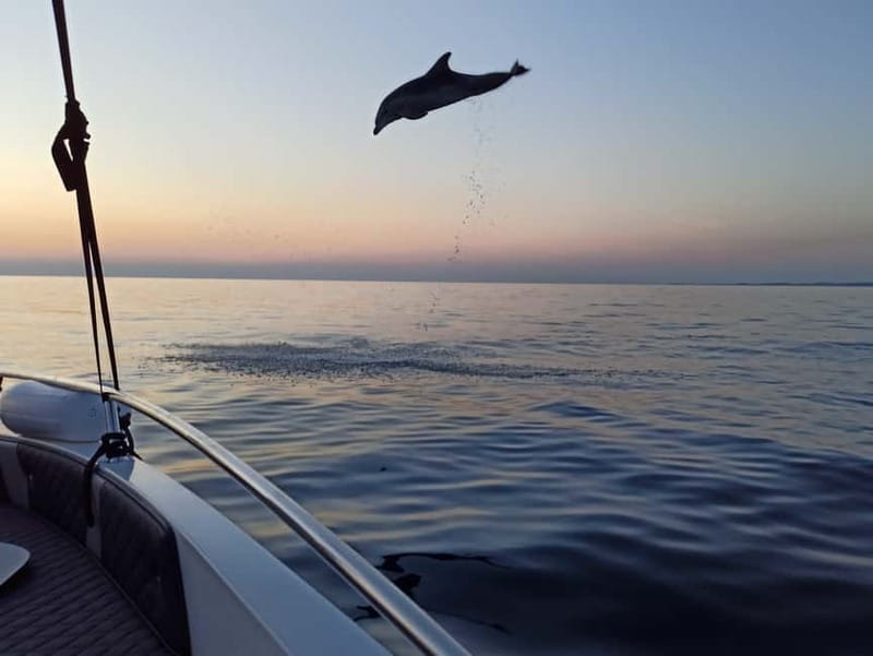 Rovinj: Dolphin Watching Sunset Speedboat Tour with Drinks - Drinks, comfort, and what to bring