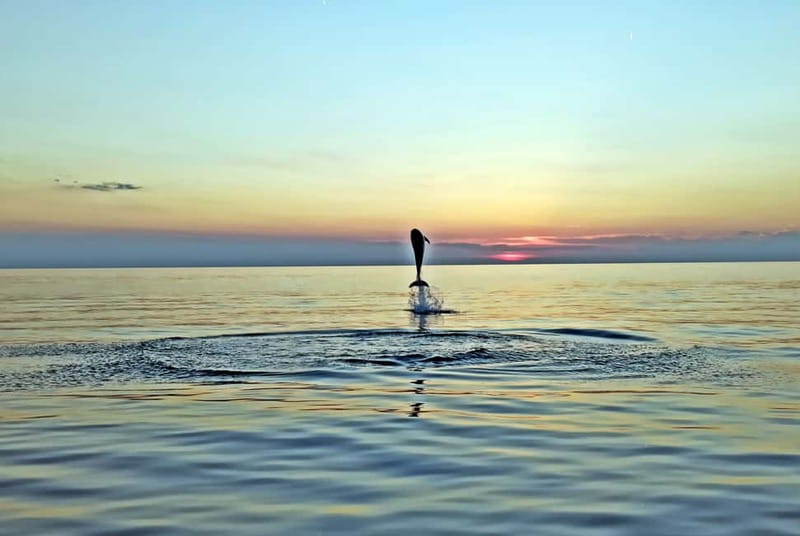 Rovinj: Dolphin Watching Sunset Speedboat Tour with Drinks - A 15-minute introduction to Rovinj from the water