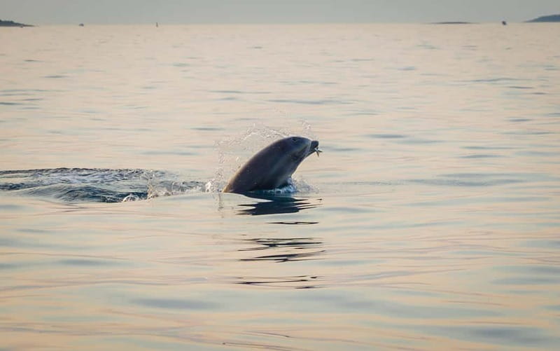 Rovinj: Dolphin Watching Sunset Speedboat Tour with Drinks - Forty-five minutes at the dolphin stop