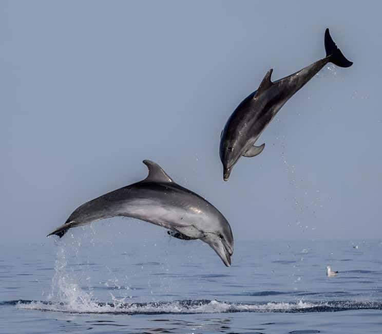 Rovinj: Dolphin Watching Sunset Speedboat Tour with Drinks - Boarding from the right Rovinj pier