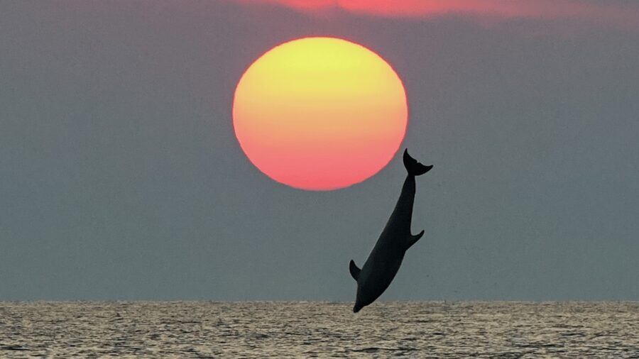 Rovinj: Family Friendly Dolphin Watching Tour - Leaving Rovinj with the old town behind you