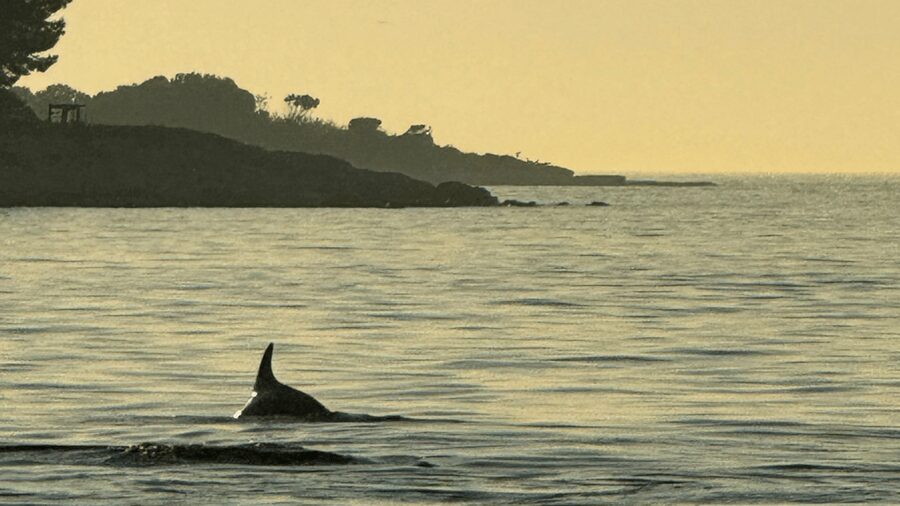 Rovinj: Family Friendly Dolphin Watching Tour - The private-group promise and the boat question