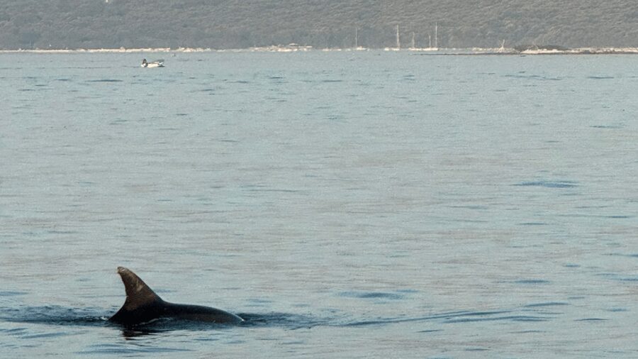 Rovinj: Family Friendly Dolphin Watching Tour - FAQ