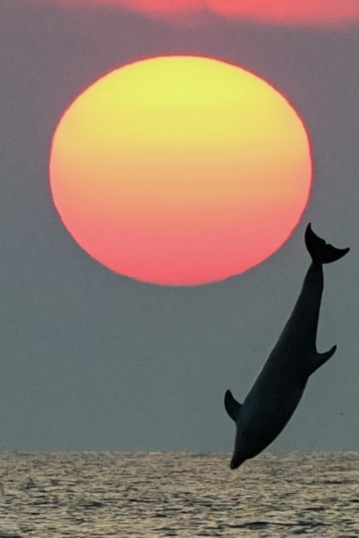 Rovinj: Family Friendly Dolphin Watching Tour - What dolphin watching is really like