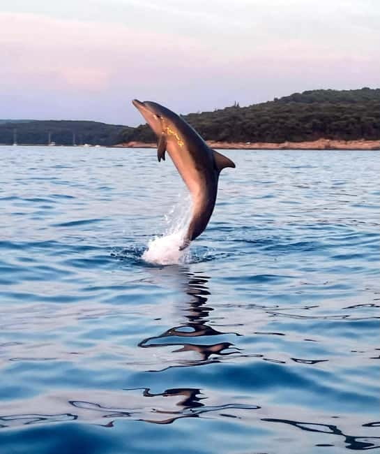 Rovinj: Shared Dolphin and Sunset Tour with Drinks - Key points to know before booking
