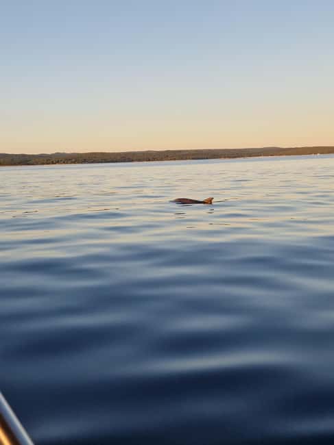 Rovinj: Shared Dolphin and Sunset Tour with Drinks - A few practical ways to get more from the hour and a half
