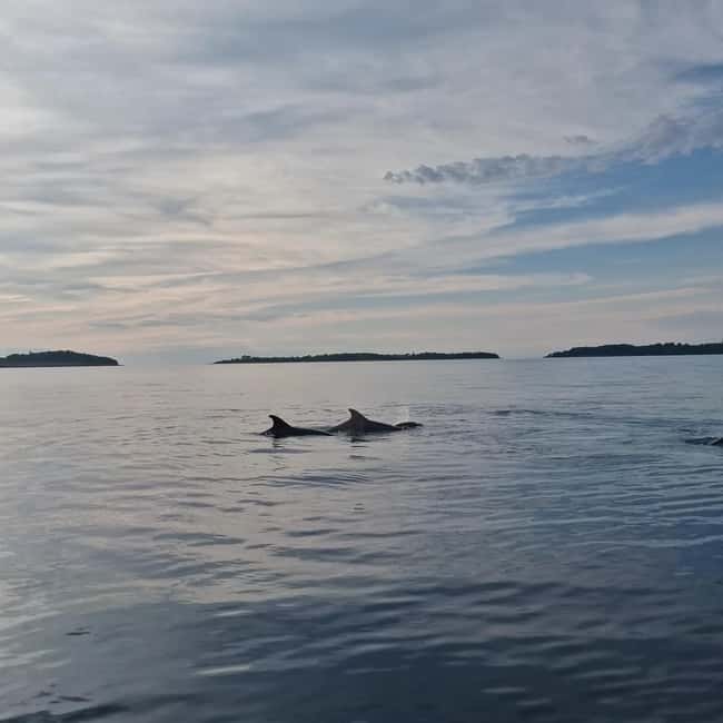 Rovinj: Shared Dolphin and Sunset Tour with Drinks - Leaving Rovinj at 19:30