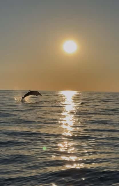 Rovinj: Shared Dolphin and Sunset Tour with Drinks - Searching for dolphins near Rovinj