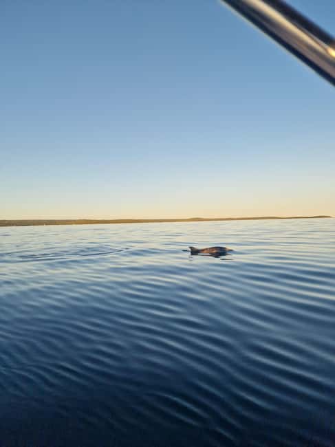 Rovinj: Shared Dolphin and Sunset Tour with Drinks - What the $50 price covers
