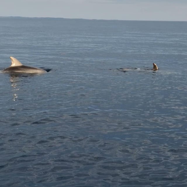 Rovinj: Shared Dolphin and Sunset Tour with Drinks - Drinks, comfort, and what to bring