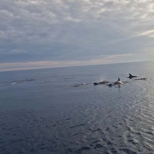 Rovinj: Shared Dolphin and Sunset Tour with Drinks - Who will enjoy this shared cruise
