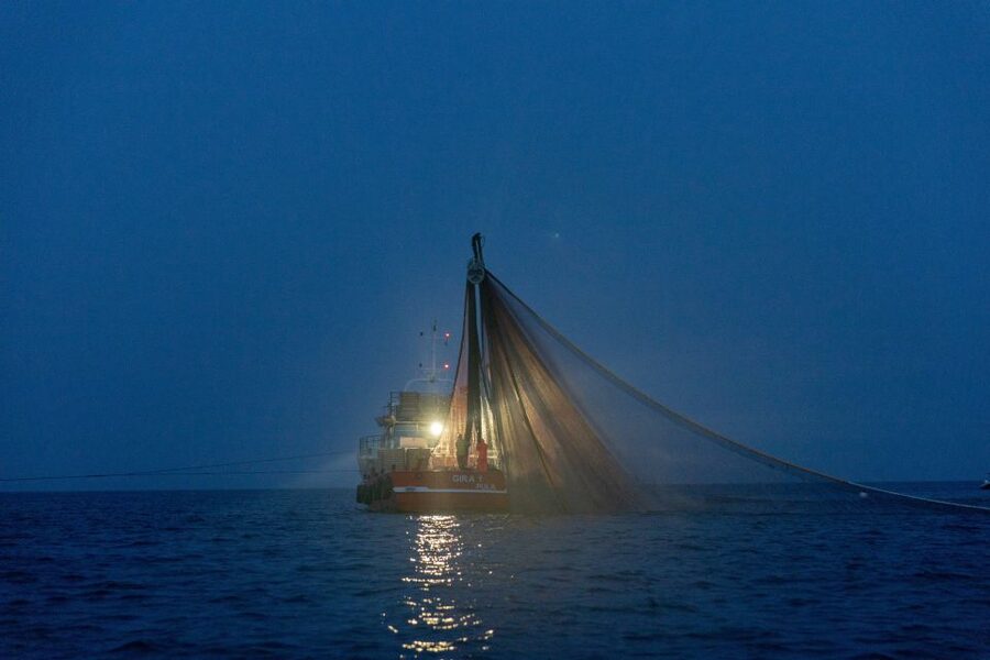 Rovinj: Sunrise Dolphins & Fishermen at Work Speedboat Tour - What the $93 price buys you